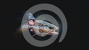 Brook trout in the hand of a fisherman