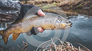 Brook trout in the hand of a fisherman