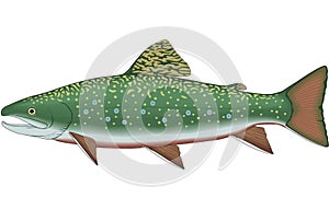 Brook Trout Illustration photo