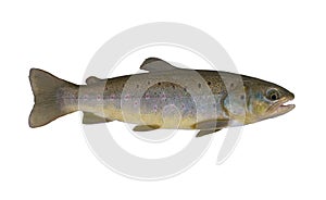 Brook trout. Native wild salmon fish isolated on white background