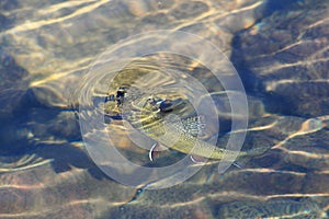 Brook trout rise