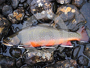 Brook trout on rocks