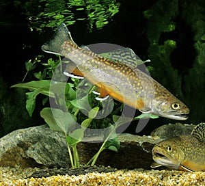 Brook Trout, salvelinus fontinalis photo