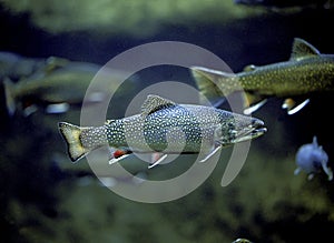 Brook Trout, salvelinus fontinalis, Adult photo