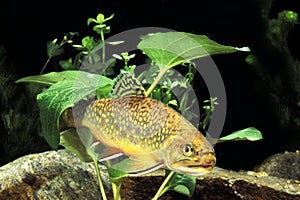 Brook Trout, salvelinus fontinalis, Adult