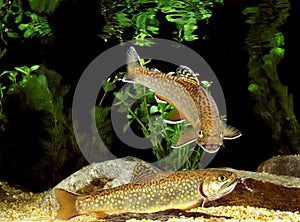 Brook Trout, salvelinus fontinalis, Adults photo