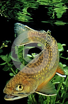 BROOK TROUT salvelinus fontinalis photo