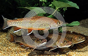 BROOK TROUT salvelinus fontinalis photo