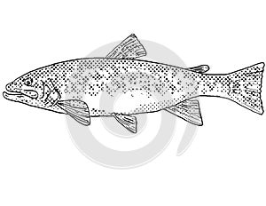 Brook trout or Salvelinus fontinalis Freshwater Fish Cartoon Drawing