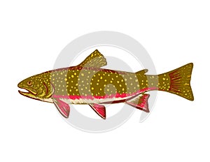 Brook Trout or Salvelinus Fontinalis Side View WPA Art photo