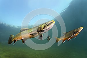 Brook trout Salvelinus fontinalis underwater