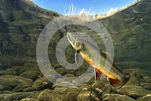 Brook trout Salvelinus fontinalis underwater