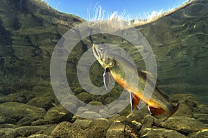 Brook trout Salvelinus fontinalis underwater photo