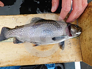 Brook trout salvenius frontinalis salmonid fish