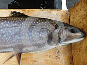 Brook trout salvenius frontinalis salmonid fish