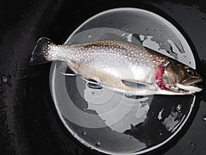 Brook trout salvenius frontinalis salmonid fish