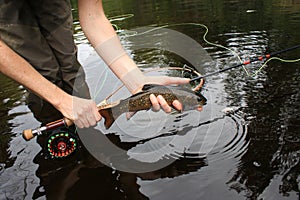 Brook Trout Speckled Trout Fly Fishing