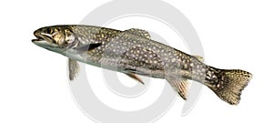 Brook trout swimming, isolated