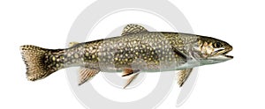 Brook trout swimming, isolated photo