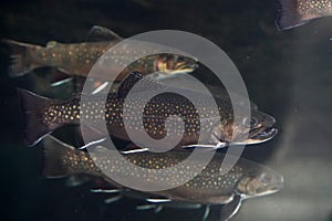 brook trout underwater salvelinus frontinalis fresh water