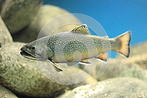 Brook trout photo