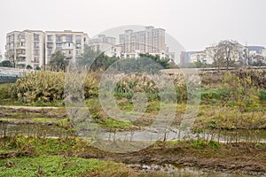 Brook in weeds before dwelling buildings in light winter