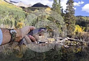 Brooke Trout Caught & Released Fly Fishing In Colorado