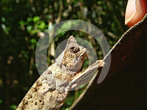 Brookesia chameleon in Madagascar.