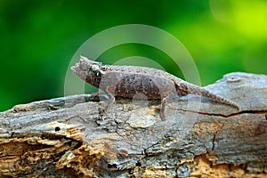 Brookesia thieli, Chameleon sitting on the branch in forest habitat. Exotic beautifull endemic green reptile with long tail from