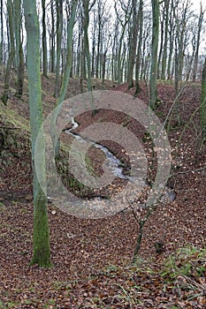 Brooklet in the Forest