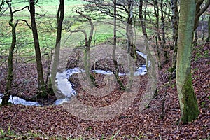Brooklet in the Forest