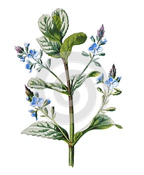Brooklime or beekpunge or Veronica beccabunga or Plantaginaceae flower. Antique hand drawn wild field flowers illustration. Vintag