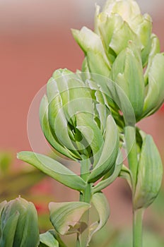 Brooklyn green and white color tulips. Double tulip Brooklyn