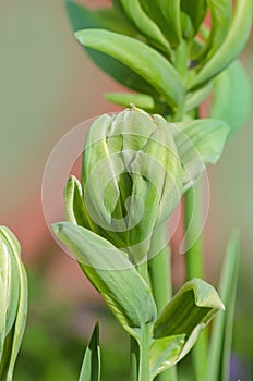 Brooklyn green and white color tulips. Double tulip Brooklyn