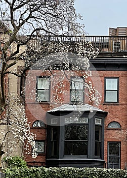 Brooklyn Heights street view, Brooklyn, NYC.