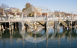 Brooklyn nature landscape on Emmons Ave pier with the swans and water