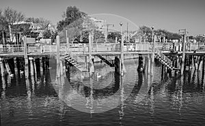 Brooklyn nature landscape on Emmons Ave pier with the swans and water