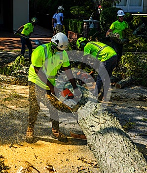 New York City Parks crew works to remove a fallen tree and clears street the aftermath of severe weather after storm Isaias