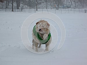 Brooklyn Park Slope Dog in Snow photo