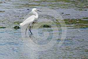 Brooklyn, New York: Snowy egret