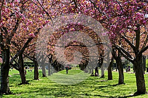 Cherry blossom trees in full bloom at the Brooklyn Botanic Garden
