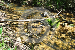 Brooks bank in north Israel. Ayun Stream Nature Reserve