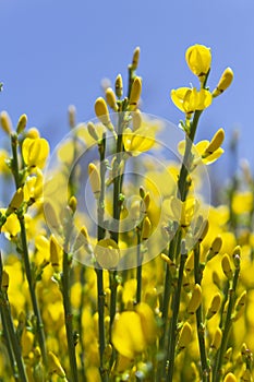 Broom in bloom with blue sky