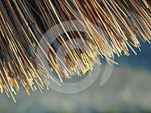 Broom Broomsticks closeup