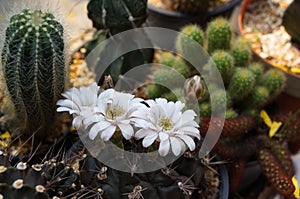 Broom cactus scene in Thai garden beautiful rare succulent