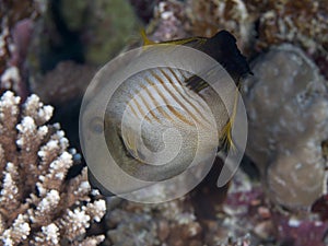 Broom filefish