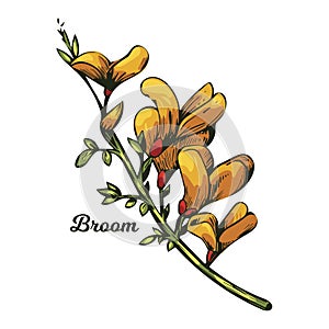 Broom flower, dyers greenwood, weed and whin, furze, green broom, greenweed, wood waxen vector illustration of yellow blooming
