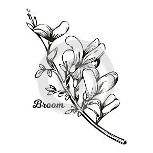 Broom flower, dyers greenwood, weed and whin, furze, green broom, greenweed, wood waxen vector illustration of blooming flowers.