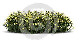 Broom flowers isolated on white