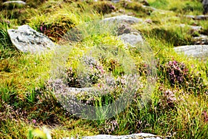 The broom heath, Calluna vulgaris is the formative plant of heathland